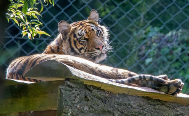 Sumatran Tiger Paignton Zoo Devon