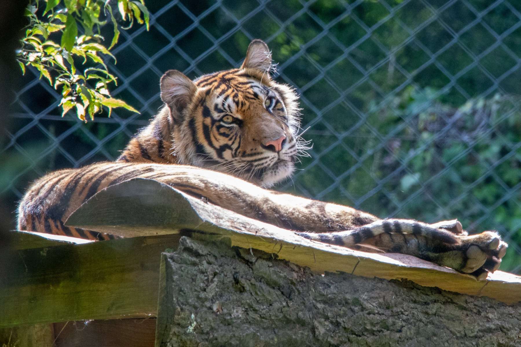 Sumatran Tiger Paignton Zoo Devon