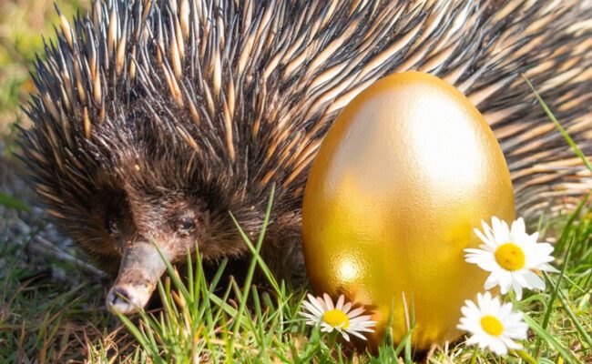 Egg hunt at Paignton Zoo