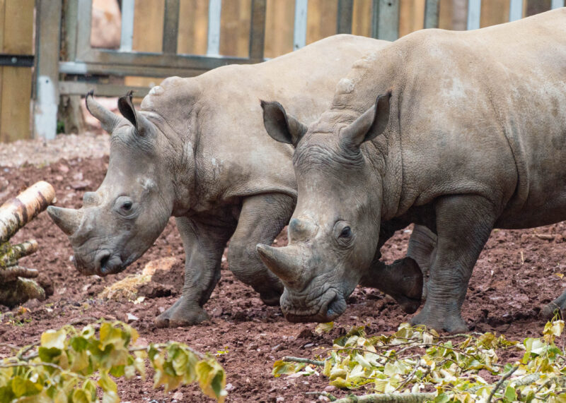 Rhinos arrive at Paignton Zoo