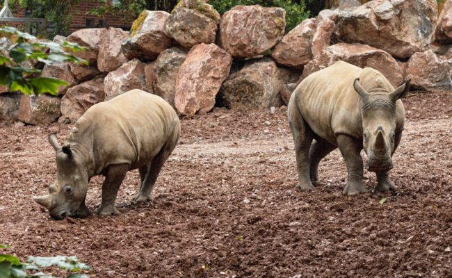 Paignton Zoo white rhinos