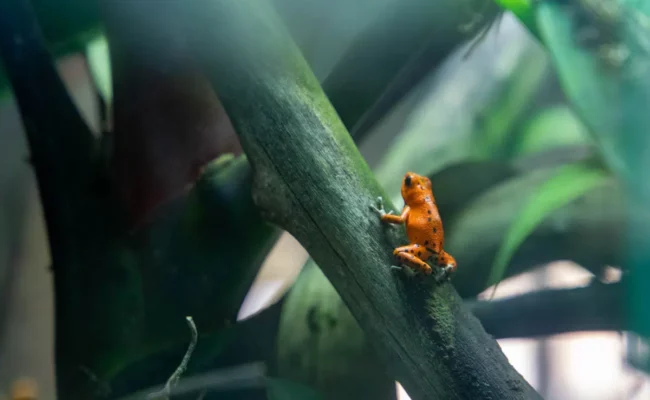 Paignton Zoo frog images