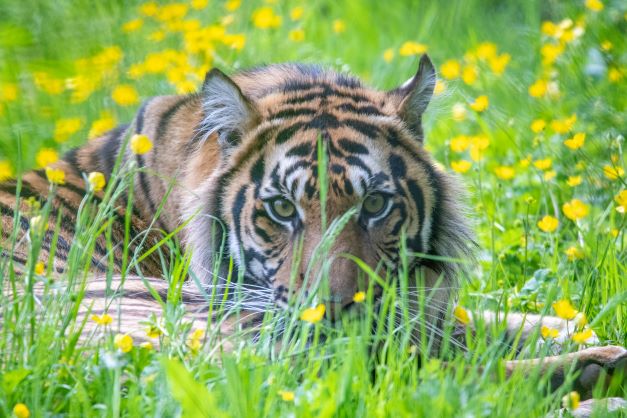 Paignton Zoo tiger..