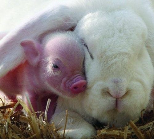 Pennywell Farm - Half Term cuddle time!