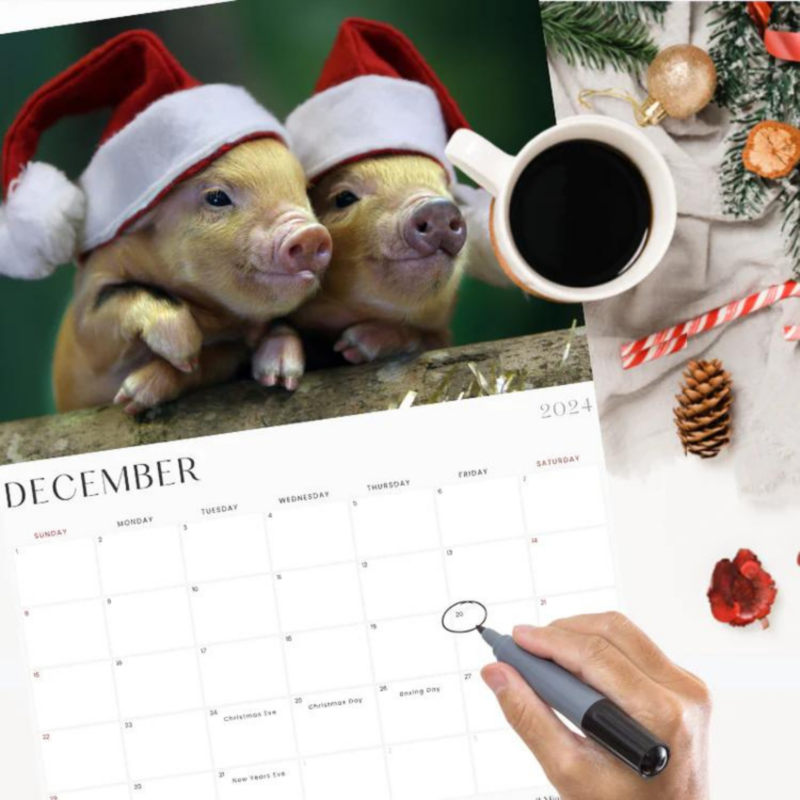 Pennywell Pig Calendar 2026