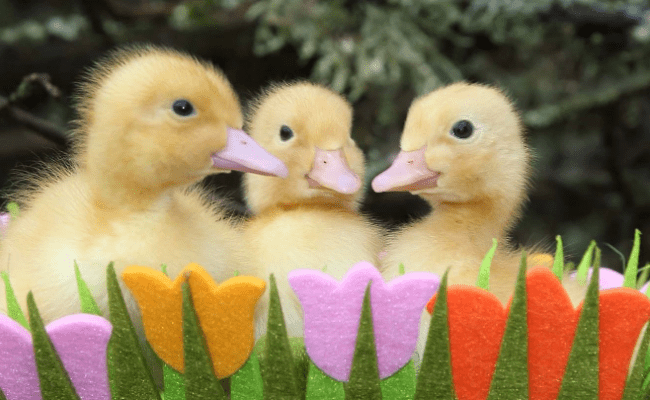 Devon Easter ducklings