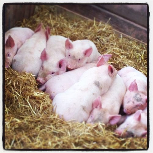 Piggies at World of Country Life