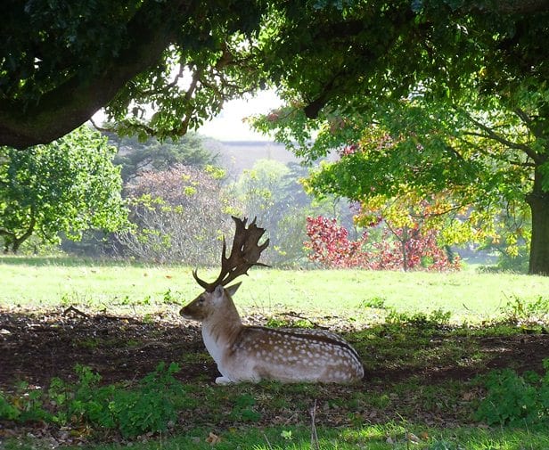 Deer in Powderham Deer Park