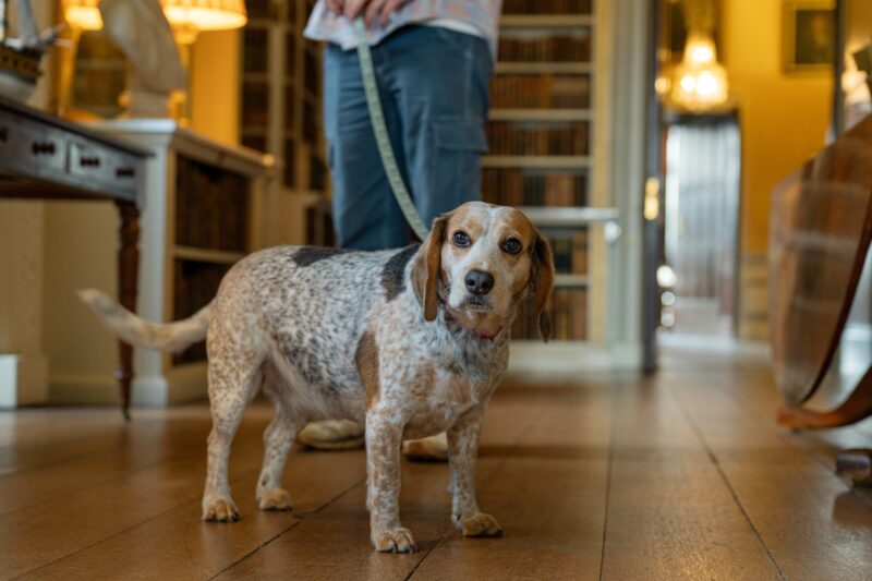 Powderham dog friendly