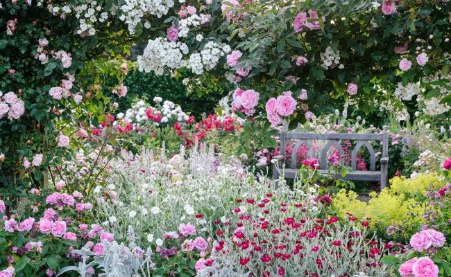 RHS Rosemoor The Shrub Rose Garden i