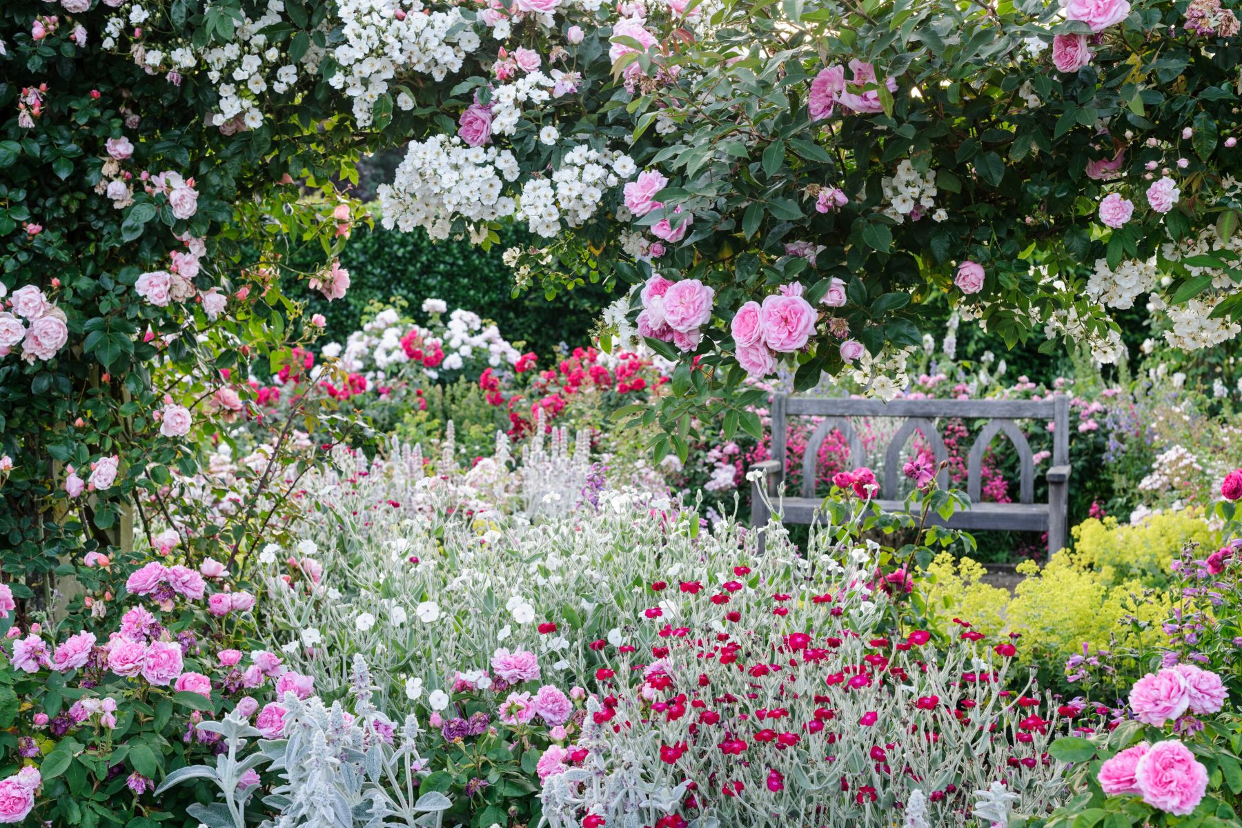 RHS Rosemoor The Shrub Rose Garden i