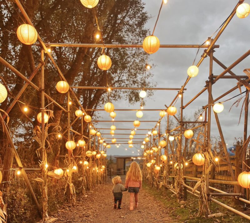 Pumpkin festival Pennywell farm lights