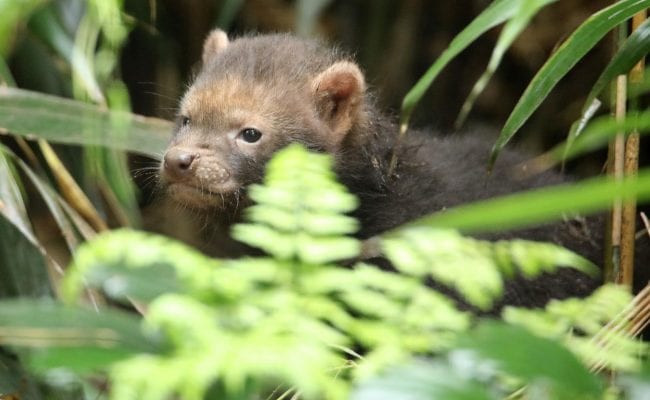 Vinegar dogs - Bush dogs