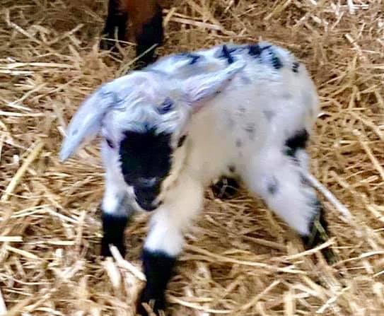 Pygmy goat new born adoring image Big Sheep - community spirit in lockdown