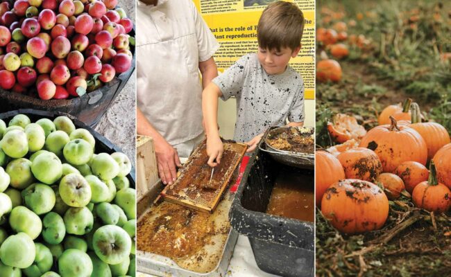 Quince Honey Farm half term