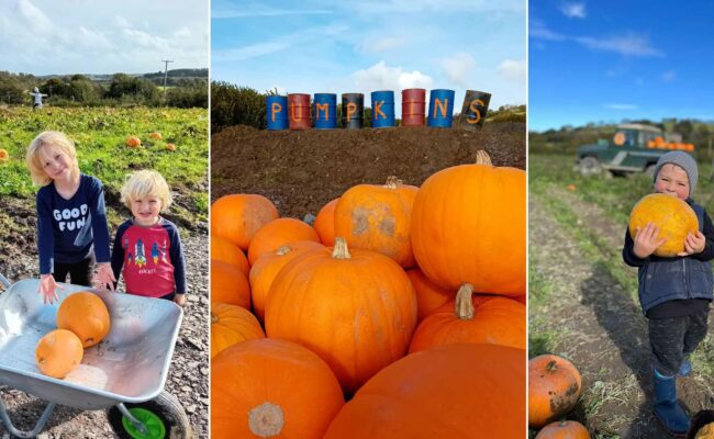 Pumpkin patch at Quince Honey farm