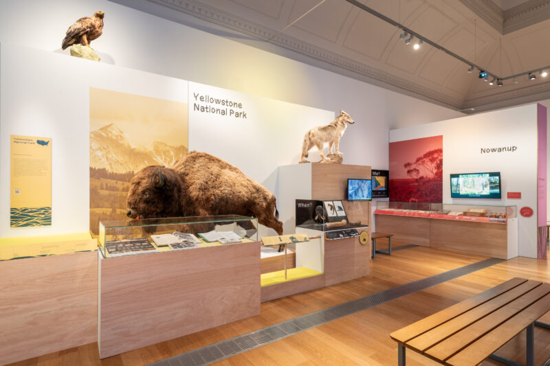a museum gallery with a taxidermy bison and wolf