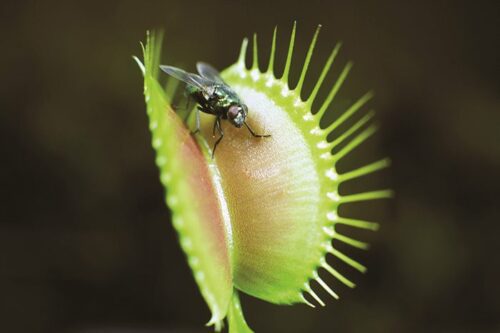 RHS-Deadliest-Plants-and-Bugs
