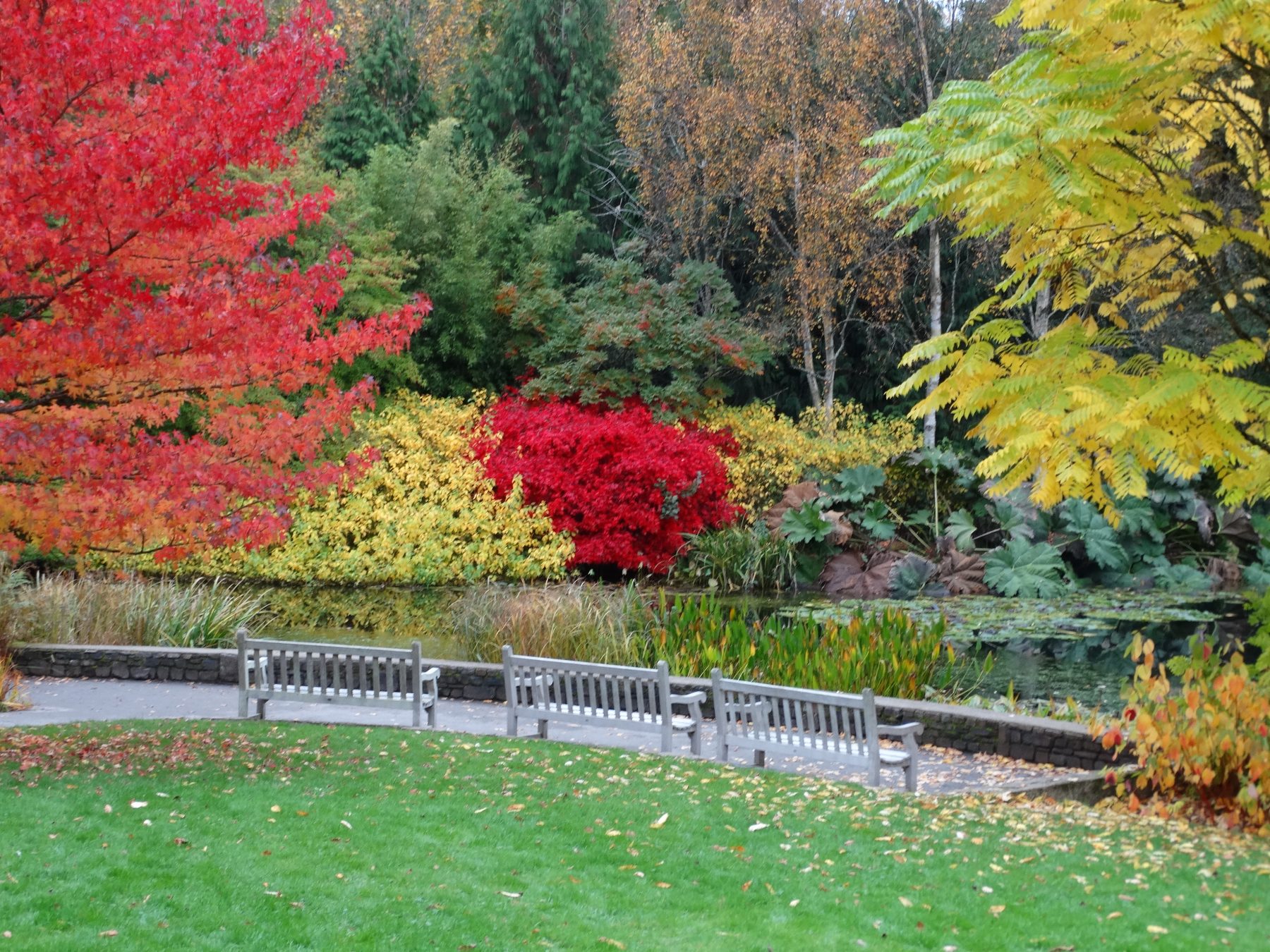 RHS Rosemoor Lake in Autumn