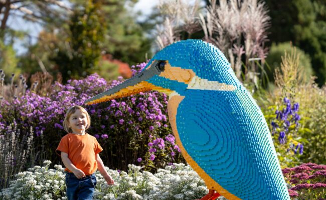 rosemoor summer 2026