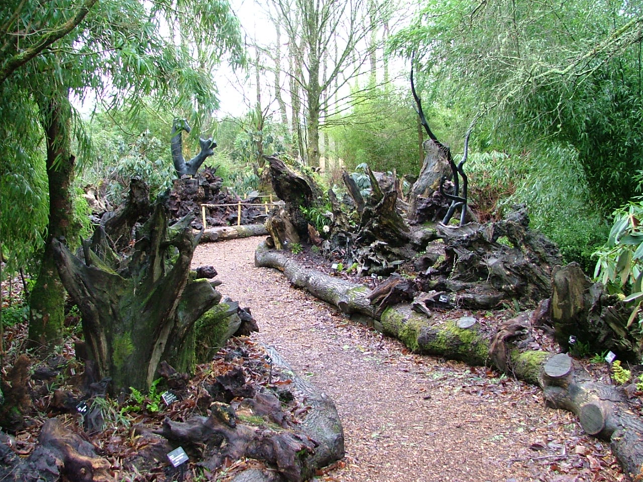 RHS Rosemoor The Stumpery Penny King (3)