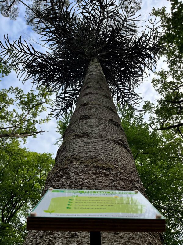 River Dart Rare tree