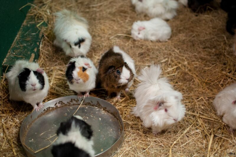 Royal Resorts Stowford Village animal antics guinea pig