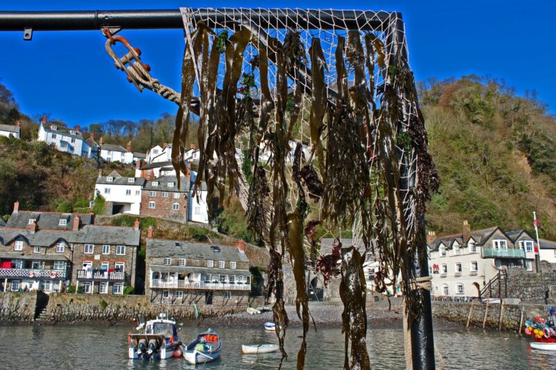 Clovelly Seaweed festival