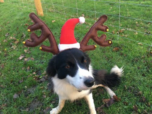 Sheep dog at Big Sheep in Santa Hat