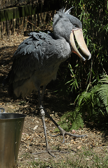 Shoebill Abou at Exmoor Zoo 