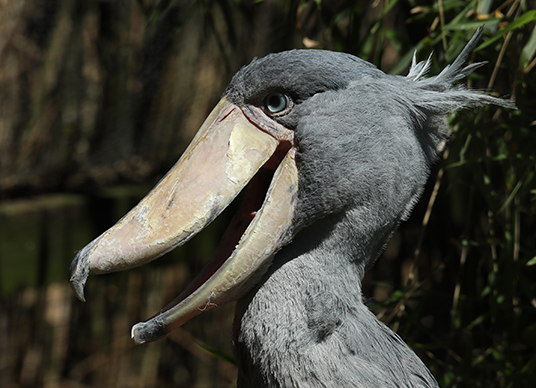 Shoebill stork bill at Exmoor Zoo