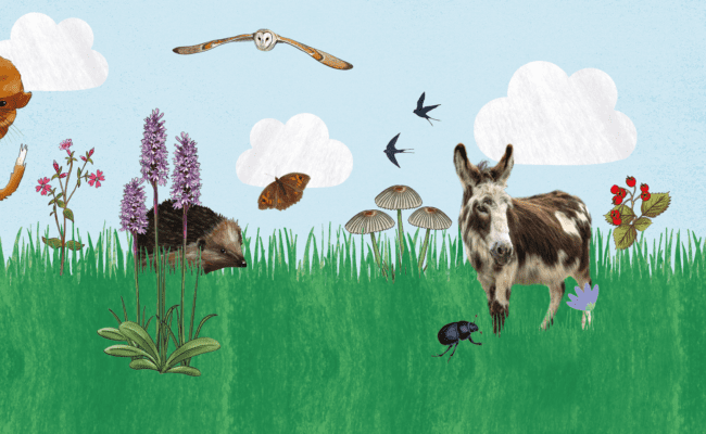 spring wildlife illustrations