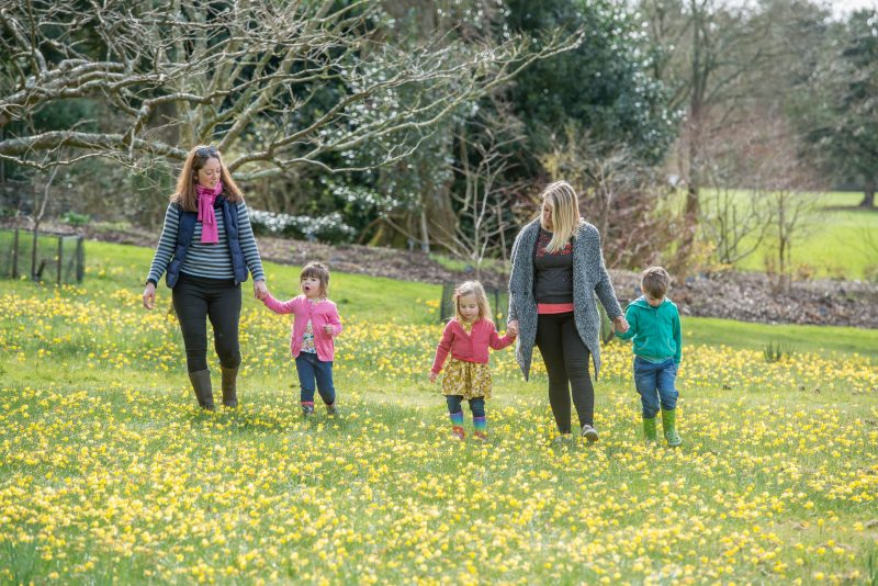 RHS Garden Rosemoor Spring Trail children and parents walking and playing through daffodils