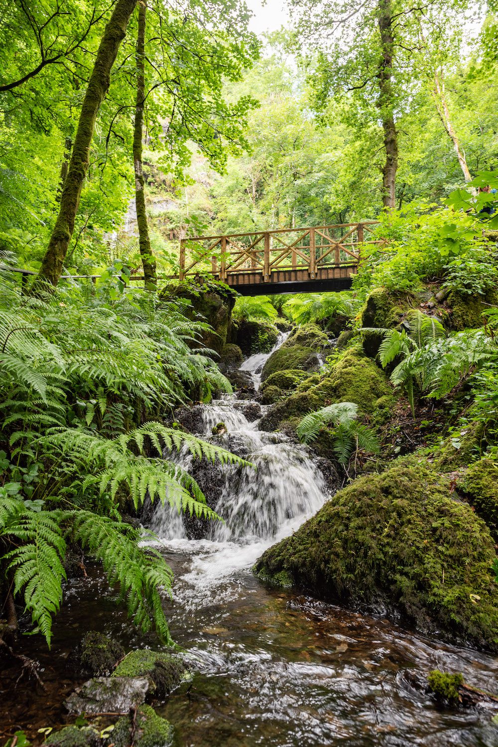 Canonteign Falls | Family Day Out | Devon's Top Attraction