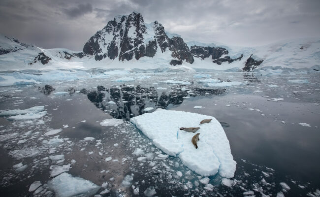 Crabeater seals on floating sea ice