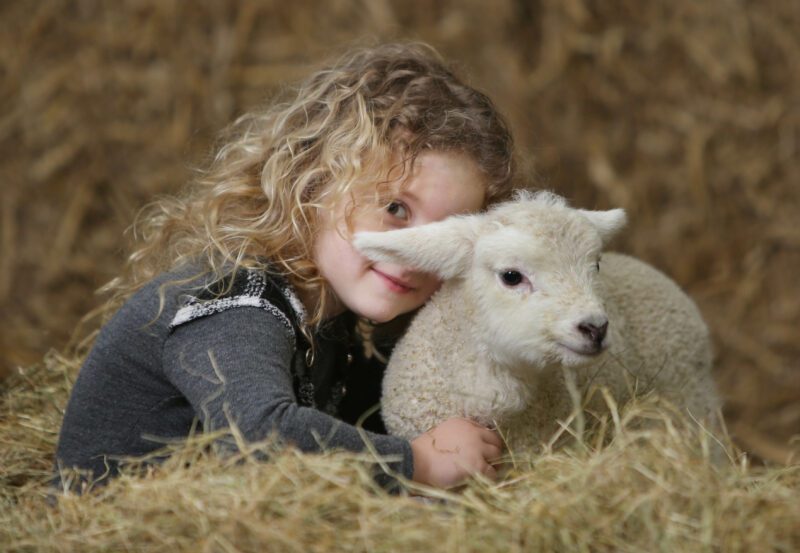 Big Sheep Lambing