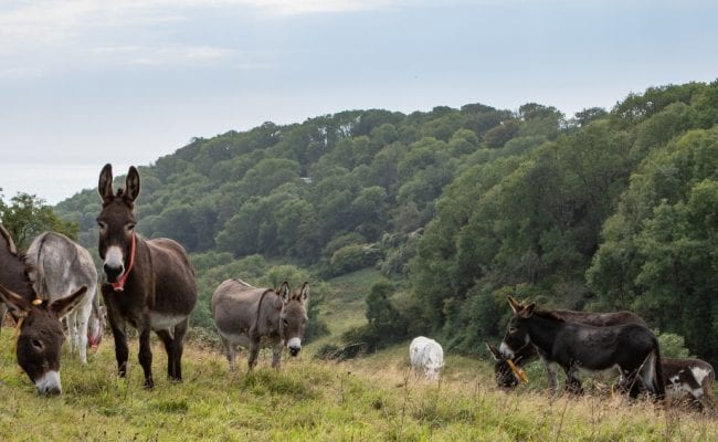 Donkeys grazing freely in their paddock