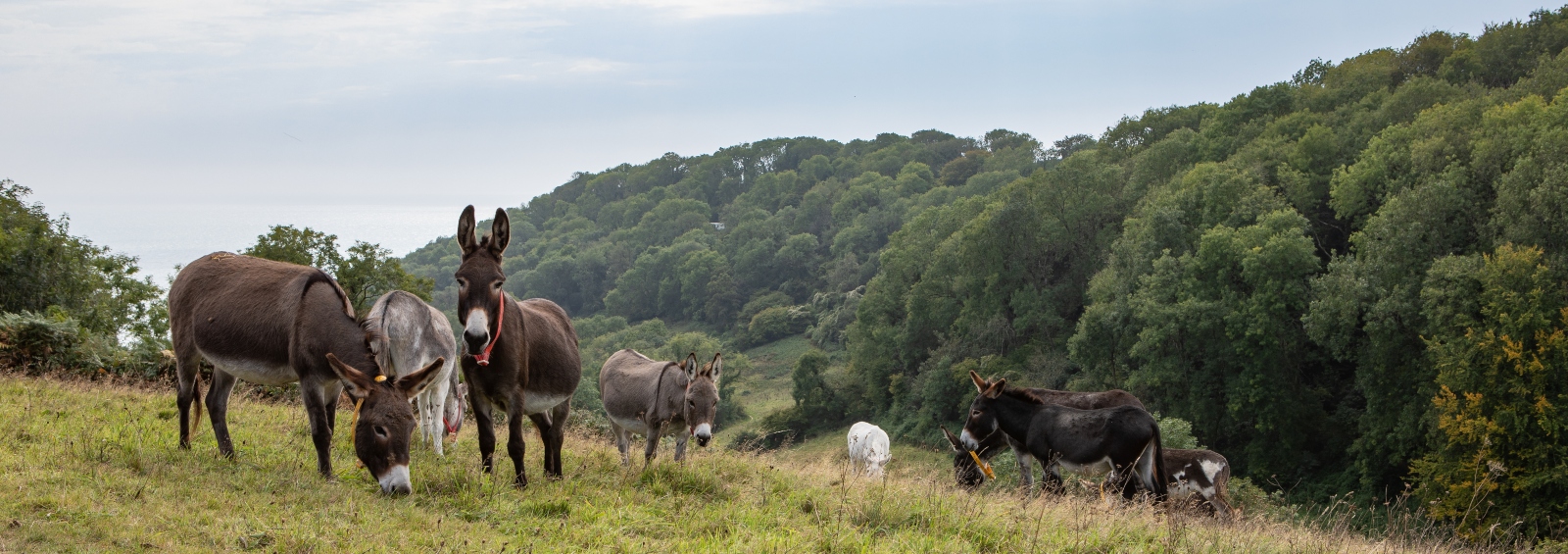 Donkeys grazing freely in their paddock