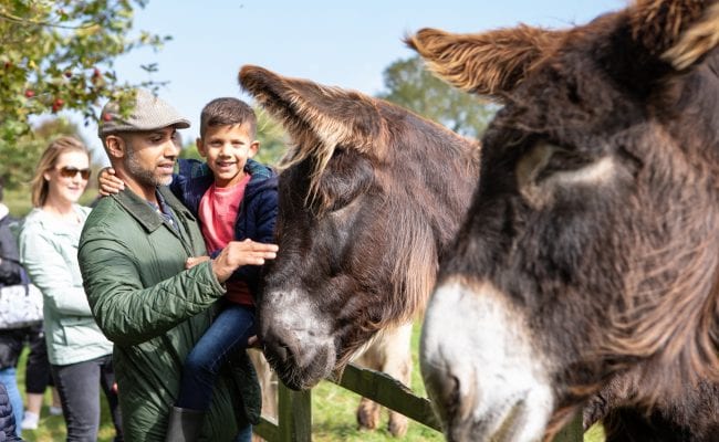 Family enjoy meeting the giant Poitou donkeys