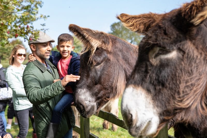 Family enjoy meeting the giant Poitou donkeys