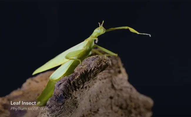 Photograph of a Leaf insect