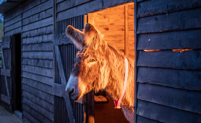 Donkey enjoys warm glow at The Donkey Sanctuary