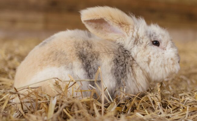 WOCL easter bunny