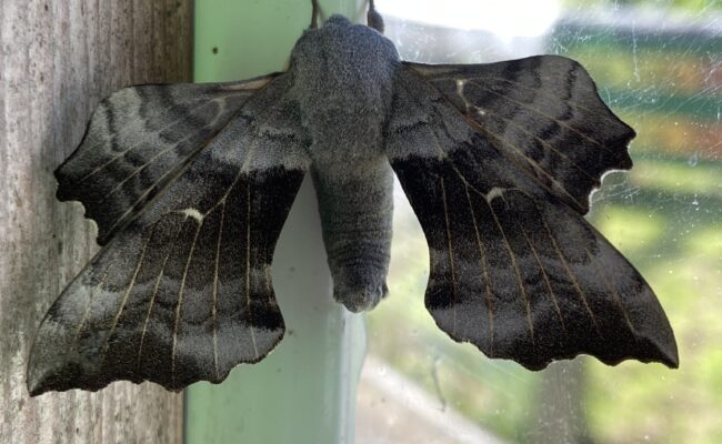 Bug Fun at WOCL May Half Term