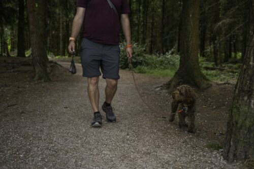 A person and a brown dog walk towards the camera. The person is carrying a poo bag.