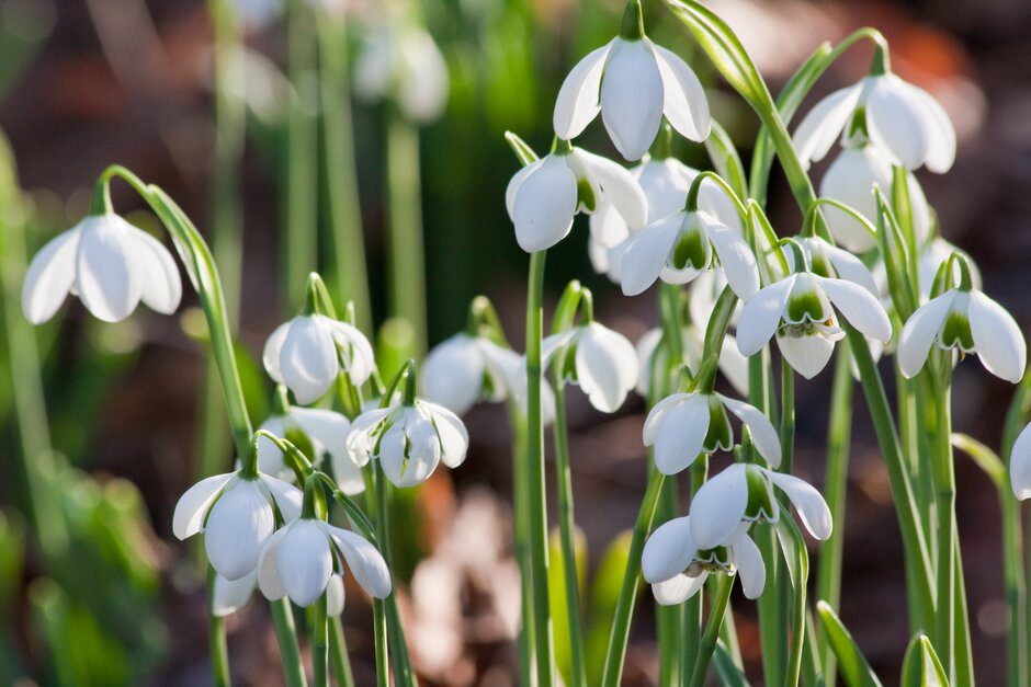 Snowdrops Rhs Snowdrop Celebration at RHS Garden Rosemoor