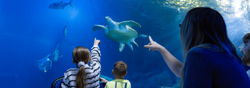 National Marine Aquarium