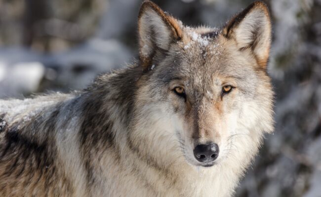 a close up of a wolf's face, against a snowy backdrop