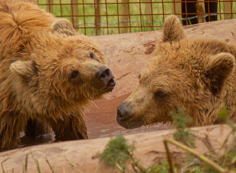 Wildwood Escot Bear cub