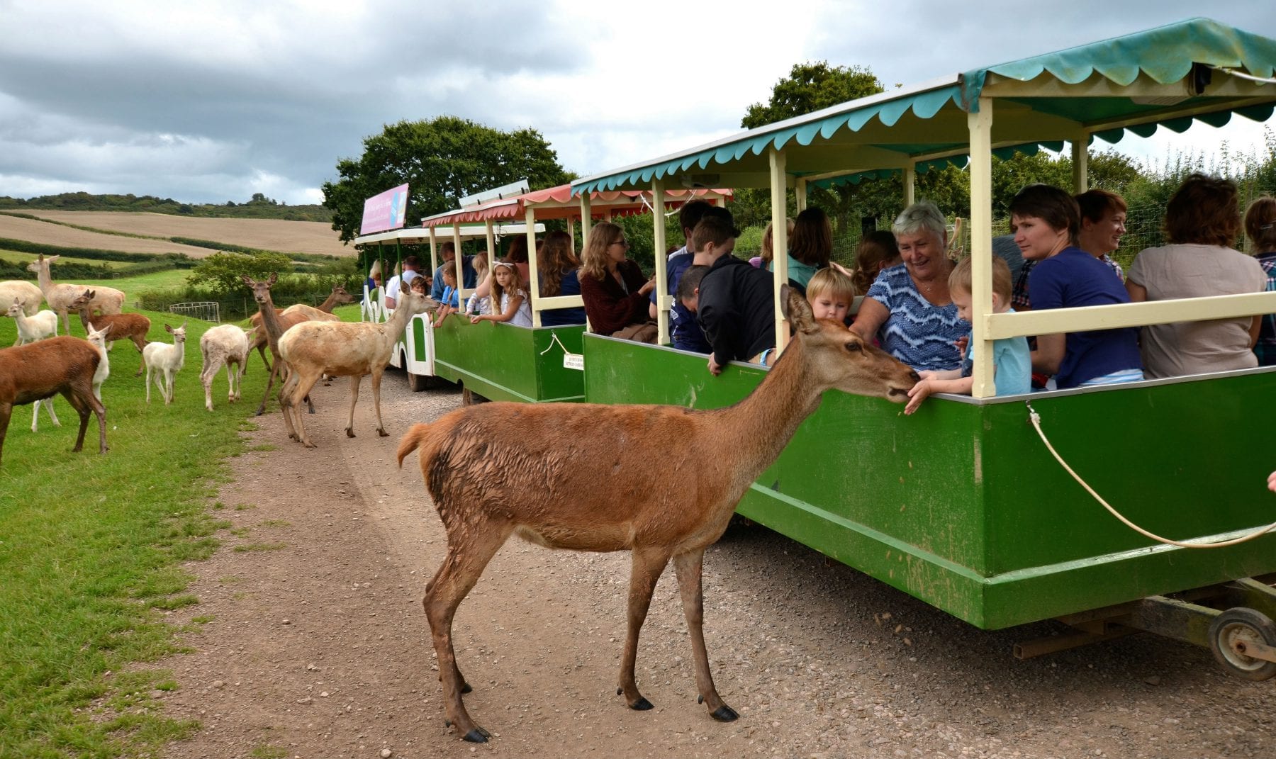 Deer Train at World of Country Life Exmouth Devon